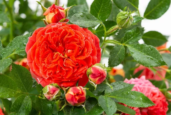 Starlet rose Carmen/ oranži-dzeltena /maigs aromāts /H 1-1,1m
