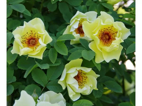 Aicha/spinosisima/dzeltena ar tumši dzeltenu vidiņu/spēcīga smarža/ H ~ 2m