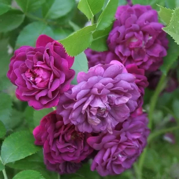 Bleu Magenta/violeta/H-3,5-5m/maigs arom./daļēji ēncietīga