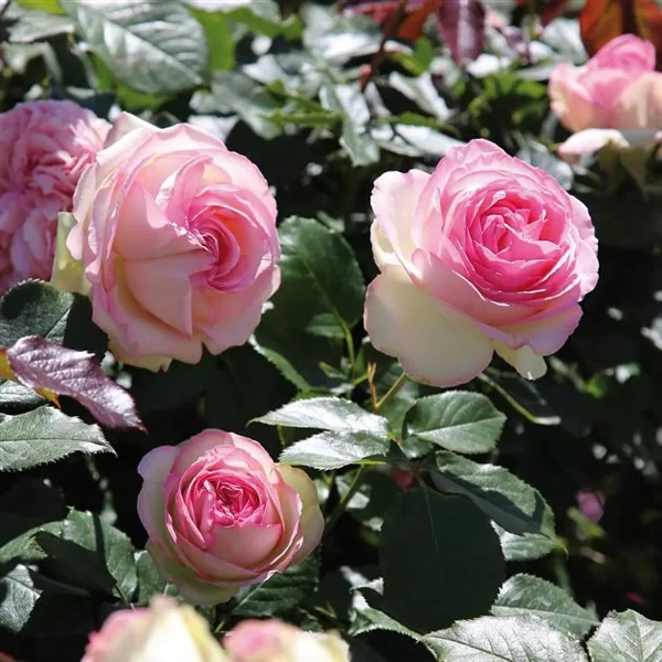 Eden Rose 85 / krēmkrāsas / mērens arom./ H ~ 3,5 m