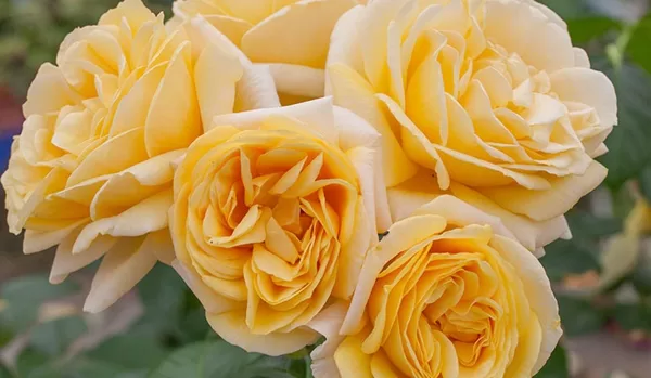 Yellow Romantica/krēmkrāsas-gaiši dzeltena/maigs aromāts/ H 2,40-3m