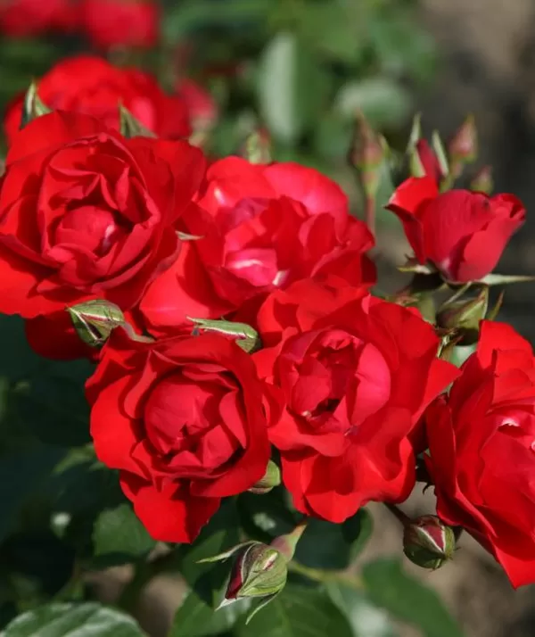 Black Forest Rose/sarkana/ tumšzaļas lapas/ H 1-1,1m