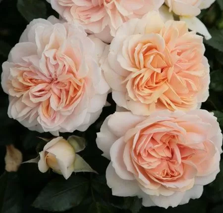 Garden of Roses / krēmkrāsas rozā / maigs aromāts / H ~ 0,6 m