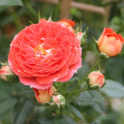Starlet rose Carmen/oranži dzeltena/maigs aromāts/ H 1-1,1m  NAV PIEEJAMA