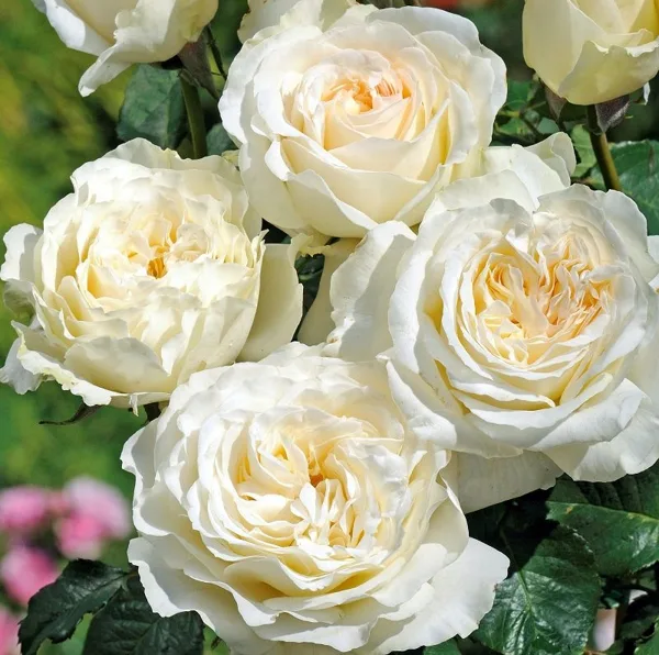 Irina / balta ar krēmkrāsas centru / H ~ 1,2 m W ~ 0,5 m / mērens aromāts