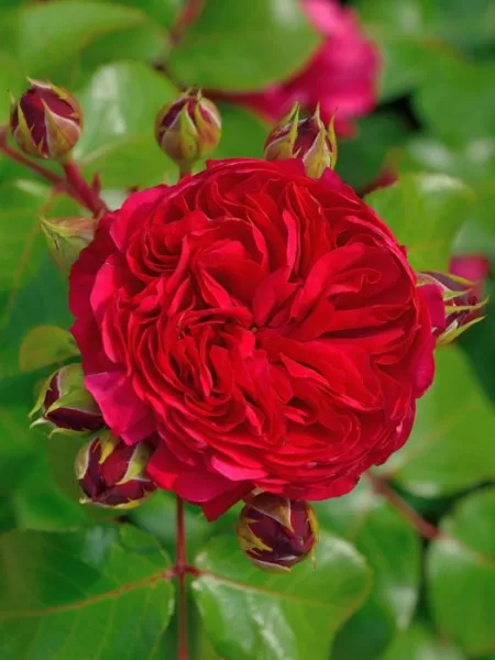 Red Leonardo da Vinci/piesātināti rozā/maigs tējas aromāts/ H 0,7-1m