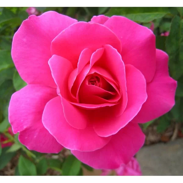 Pink Peace /rozā / spēcīgs rožu arom. / H 0,9 -1,5 m