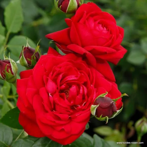 Tiamo /grandiflora / sarkana /viegls aromāts / H ~ 1m