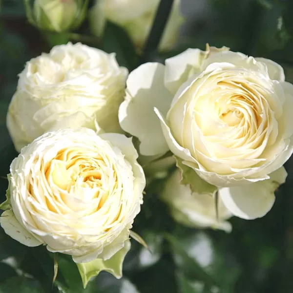 Wedding Piano / krēmīgi balta/ mērens aromāts/ H 1 - 1,2m