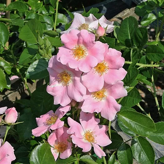 Pink Bassino/maigi rozā/ H ~ 1m  NAV PIEEJAMA