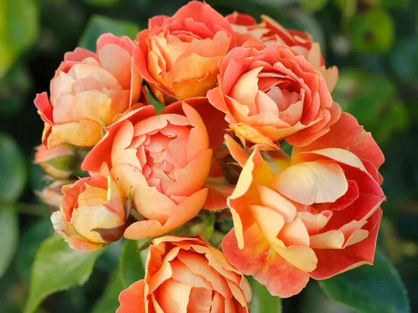 Bienenweide Mango / oranža/ viegls aromāts / H 0,4 -0,6 m  NAV PIEEJAMA