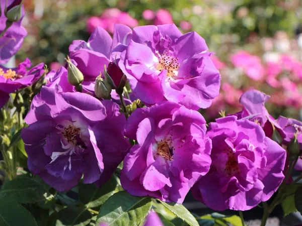 Rapsody in Blue/violeti zila/dzeltenas putekšņlapas/garšvielu aromāts/ H ~ 1,6 m