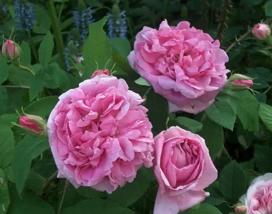Mme de Knorr/Portland/rozā/smaržīga/ H 0,9-1,2 m