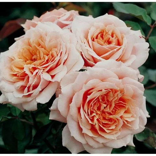 Paul Bocuse / aprikožu / mērens augļu aromāts / H ~ 1,5 m