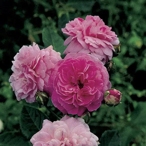 Lavender Lassie/ Hyb. Musk / purpursarkana /spēcīgs arom. / H ~ 1,2