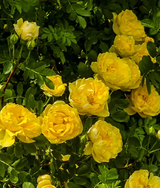 Persian Yellow /R-foetida/ Maijrozīte /dzeltena/smaržīga/ H 1,5-2 m   