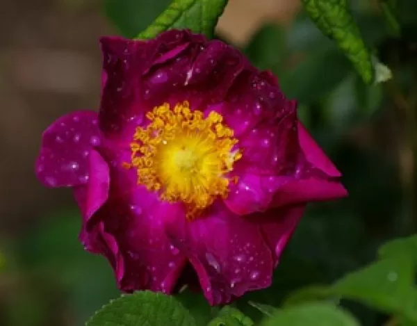 La Belle Sultane/violeta ar dzeltenu c./spēcīgs arom./ H ~2 m NAV PIEEJAMA
